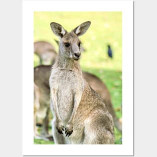 Eastern Grey Kangaroo Posters and Art